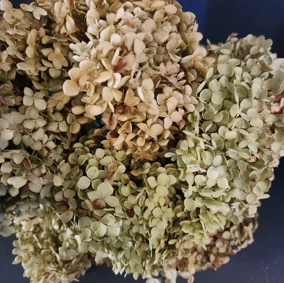 Very Fragile Annabelle Hydrangeas Over 5 Stems - Picture 4 of 7